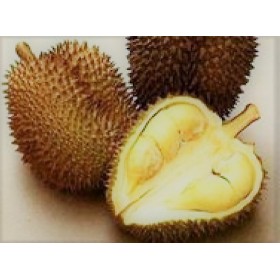 Monthong Durian